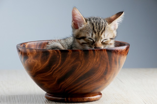 Apprendre à cuisiner pour son chat